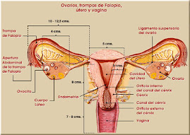 hipofuncion ovarica